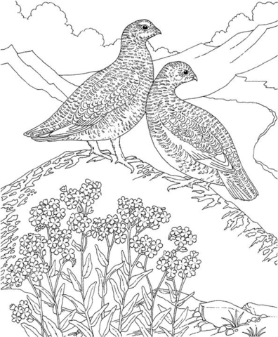 Forget Me Not And Birds Coloring Page